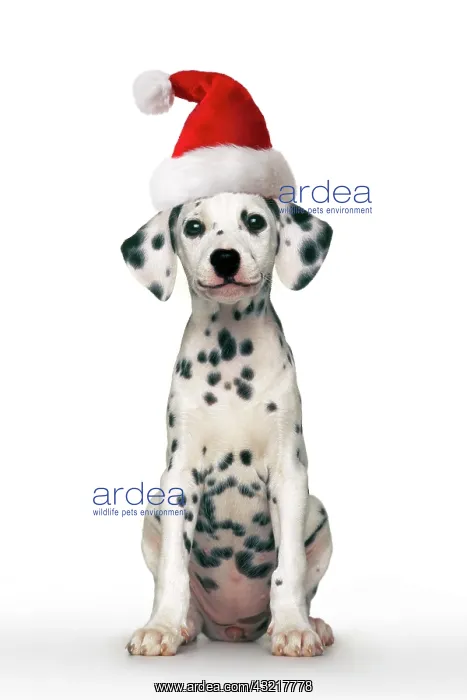 : Dalmatian dog, puppy, wearing a Santa hat, sitting : Dalmatian dog, puppy, wearing a Santa hat, sitting