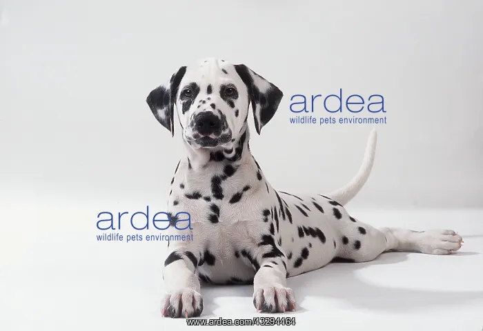 : Dalmatian DOG - resting, facing camera : Dalmatian DOG - resting, facing camera