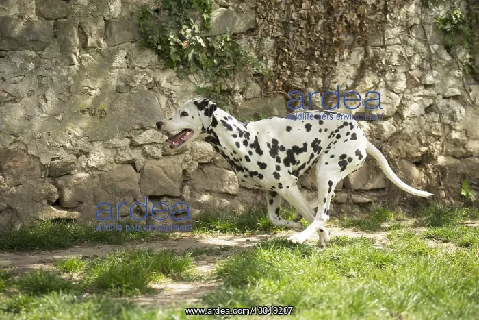 : Dalmatian Dog running : Dalmatian Dog running
