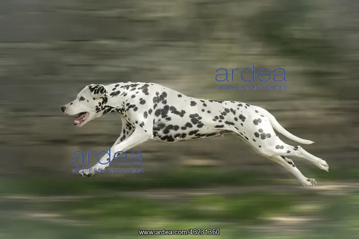 : Dalmatian Dog running : Dalmatian Dog running