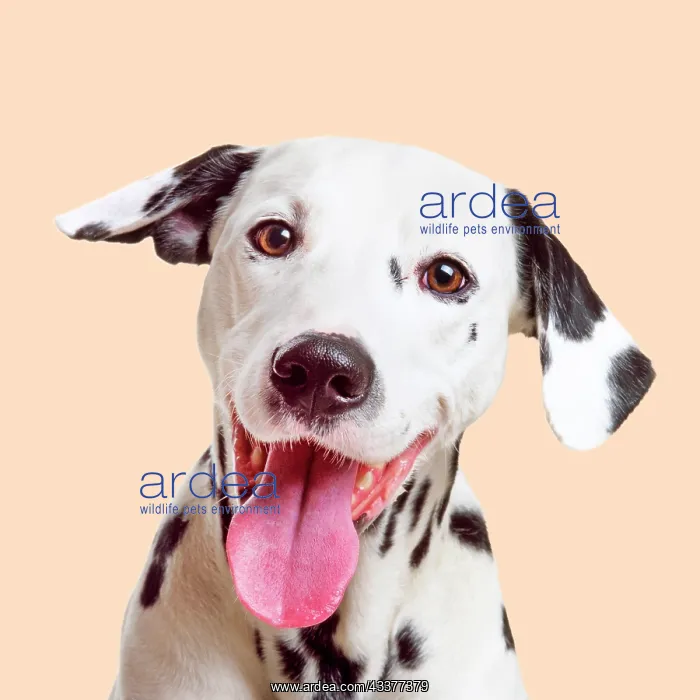 : Dalmatian Dog smiling with tongue hanging out : Dalmatian Dog smiling with tongue hanging out