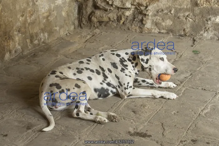 : Dalmatian Dog with toy ball : Dalmatian Dog with toy ball