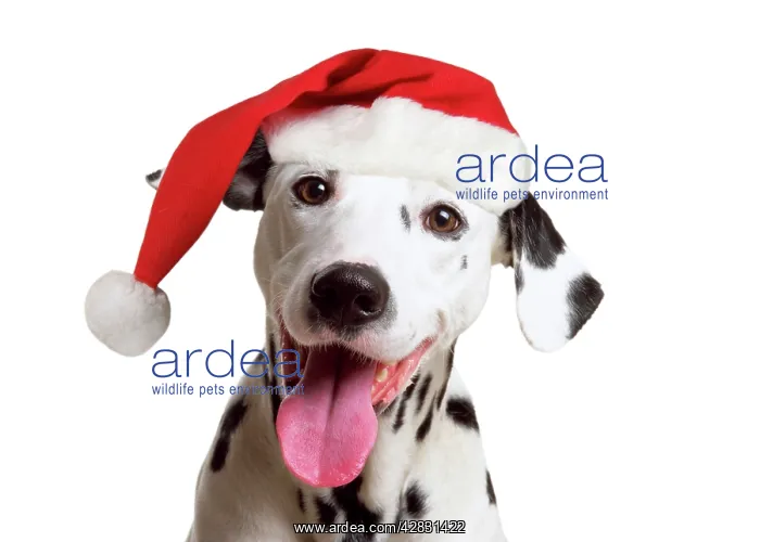  : Dalmatian Dog - wearing Christmas hat