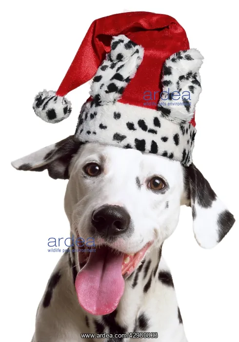 : Dalmatian Dog, wearing dalmatian Christmas hat : Dalmatian Dog, wearing dalmatian Christmas hat