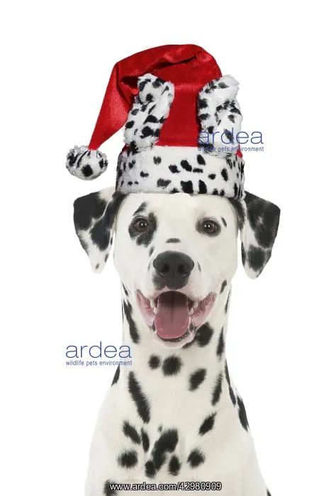 : Dalmatian Dog, wearing dalmatian Christmas hat : Dalmatian Dog, wearing dalmatian Christmas hat