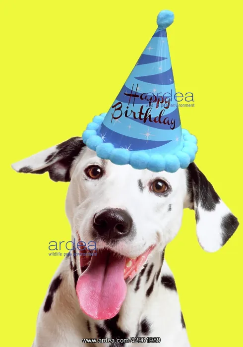 : Dalmatian Dog wearing Happy Birthday party hat : Dalmatian Dog wearing Happy Birthday party hat