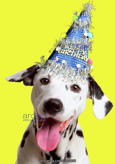 : Dalmatian Dog wearing Happy Birthday party hat Digital : Dalmatian Dog wearing Happy Birthday party hat Digital