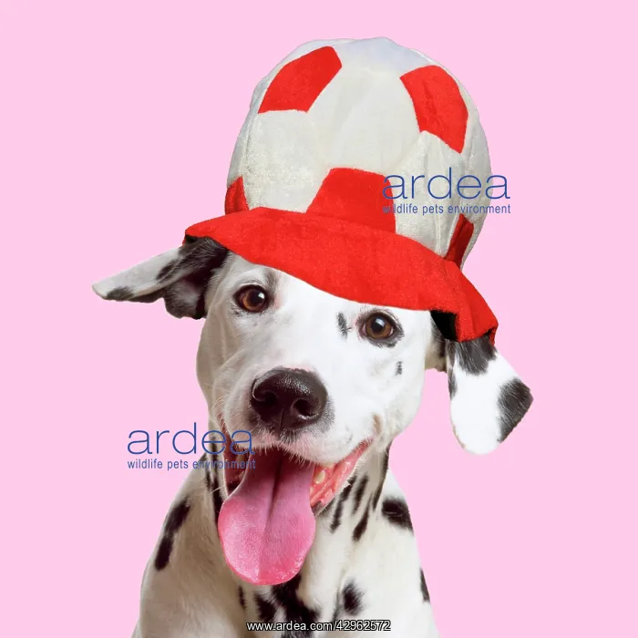: Dalmatian Dog wearing red and white football hat : Dalmatian Dog wearing red and white football hat