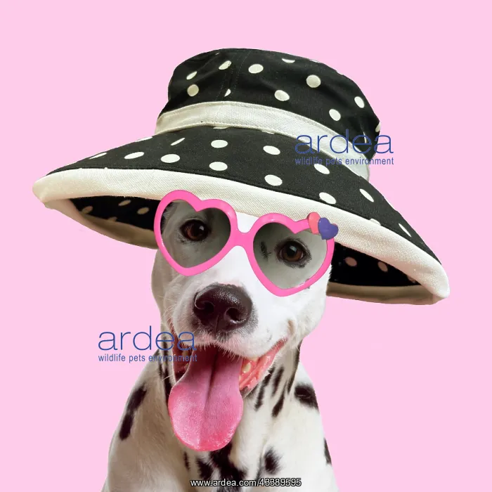  : Dalmatian Dog - wearing spotted wide brimmed hat