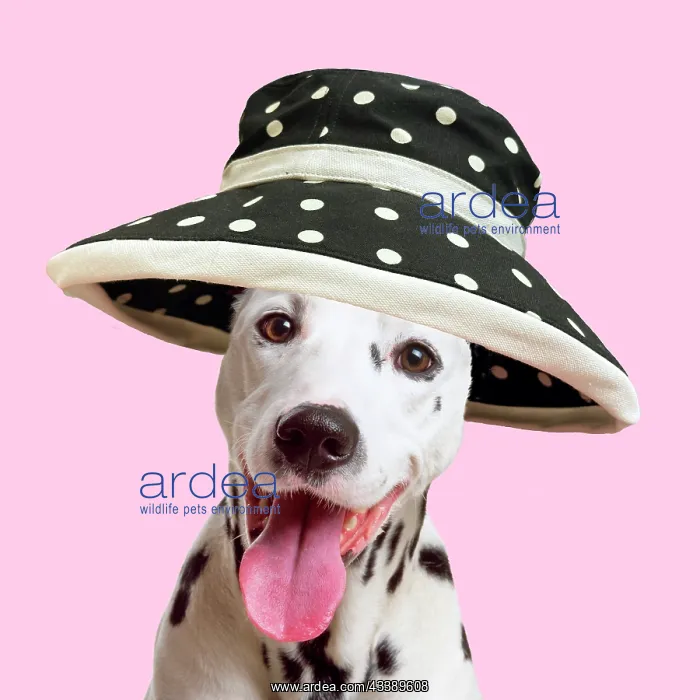 : Dalmatian Dog wearing spotted wide brimmed hat and smiling : Dalmatian Dog wearing spotted wide brimmed hat and smiling