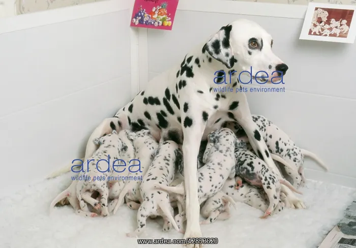 : Dalmatian - Dog whelping : Dalmatian - Dog whelping