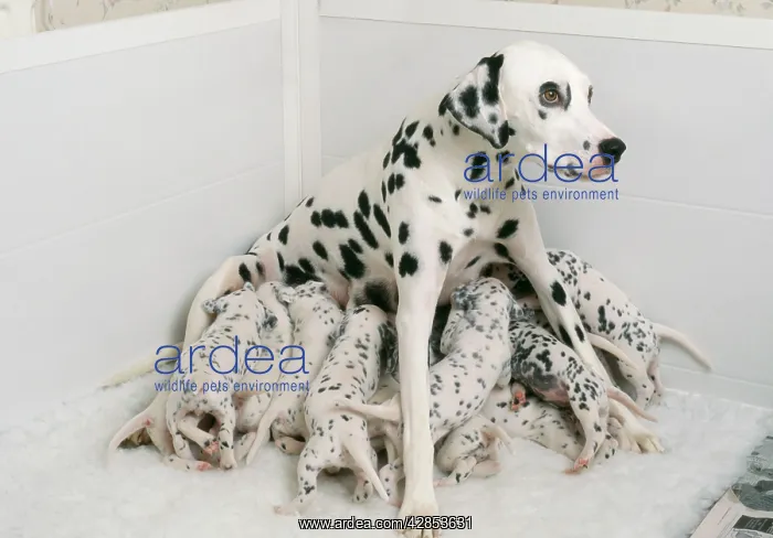 : Dalmatian - Dog whelping : Dalmatian - Dog whelping