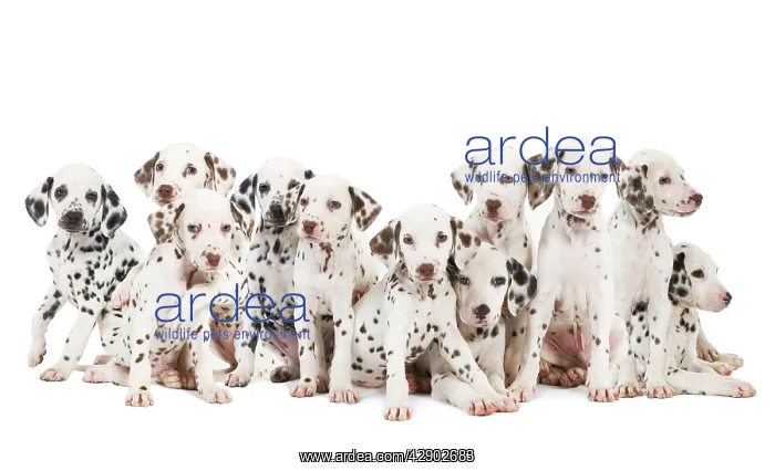 : Dalmatian Dogs : Dalmatian Dogs