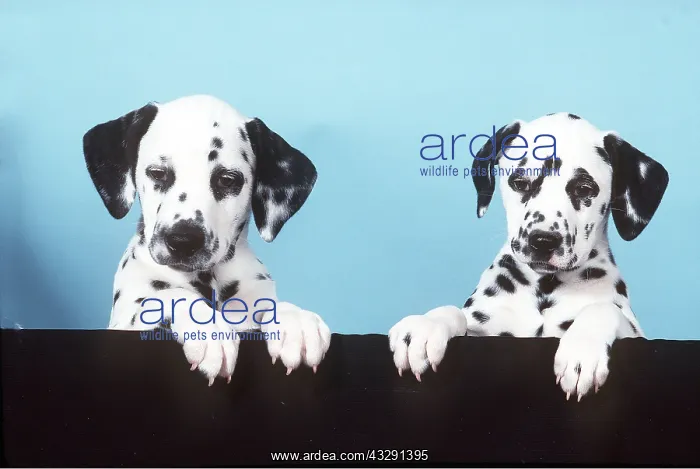 : DALMATIAN DOGS - Puppies x two : DALMATIAN DOGS - Puppies x two