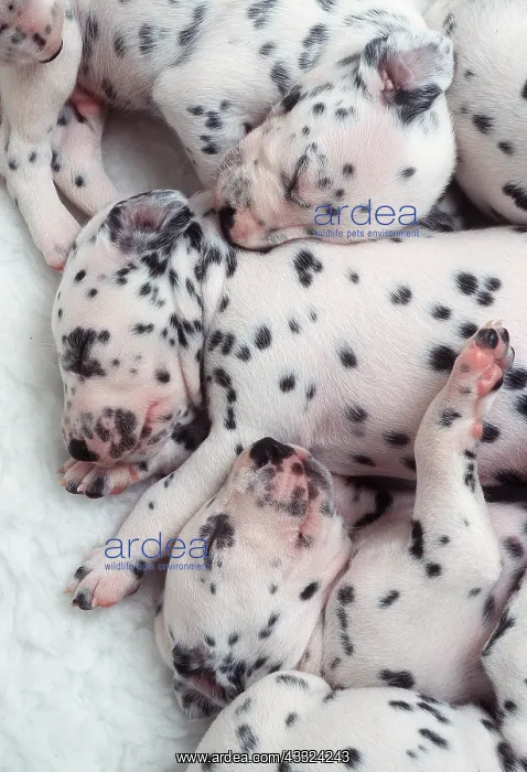  : DALMATIAN DOGS - puppys close-up of litter sleeping