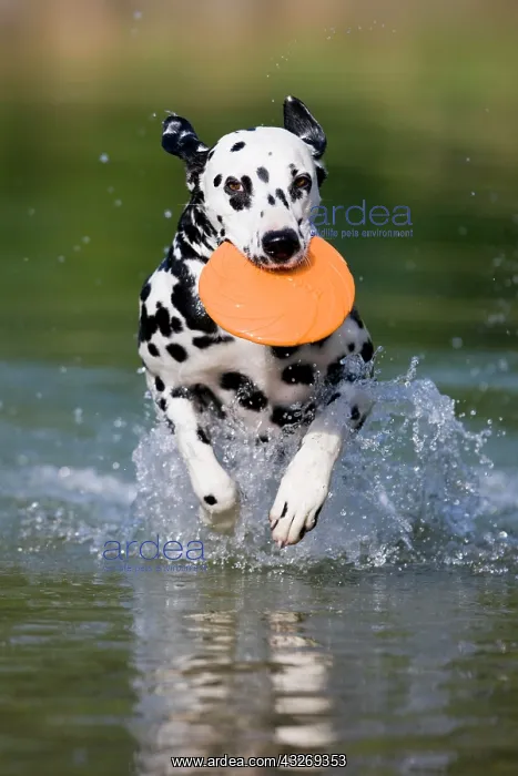 : Dalmatian with a frisbee in its mouth running through : Dalmatian with a frisbee in its mouth running through