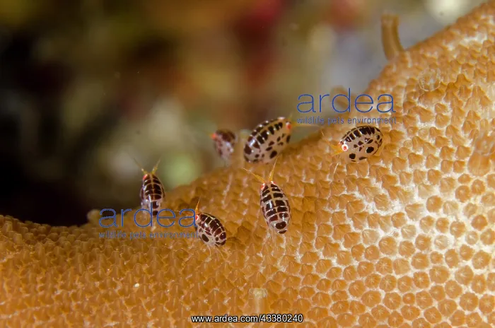 : Dalmatian Ladybug Amphipod : Dalmatian Ladybug Amphipod