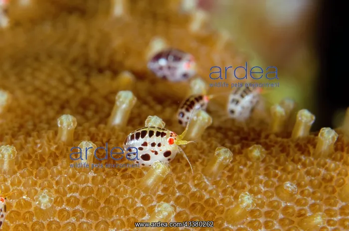 : Dalmatian Ladybug Amphipod : Dalmatian Ladybug Amphipod