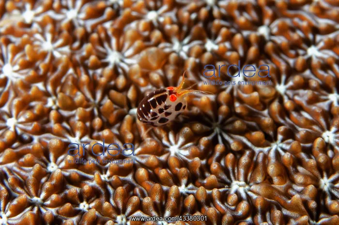 : Dalmatian Ladybug Amphipod : Dalmatian Ladybug Amphipod