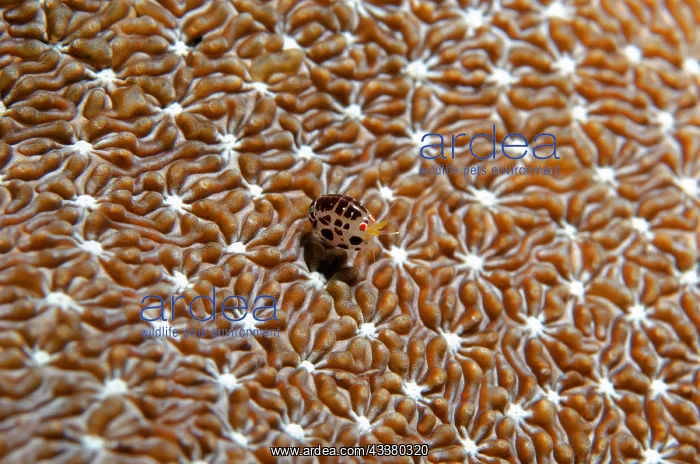 : Dalmatian Ladybug Amphipod : Dalmatian Ladybug Amphipod