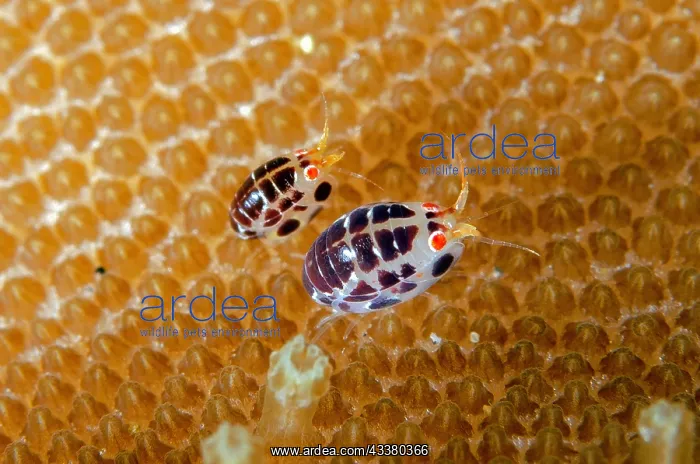 : Dalmatian Ladybug Amphipod : Dalmatian Ladybug Amphipod