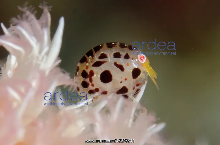: Dalmatian Ladybug Amphipod - on Glomerate Tree Coral : Dalmatian Ladybug Amphipod - on Glomerate Tree Coral