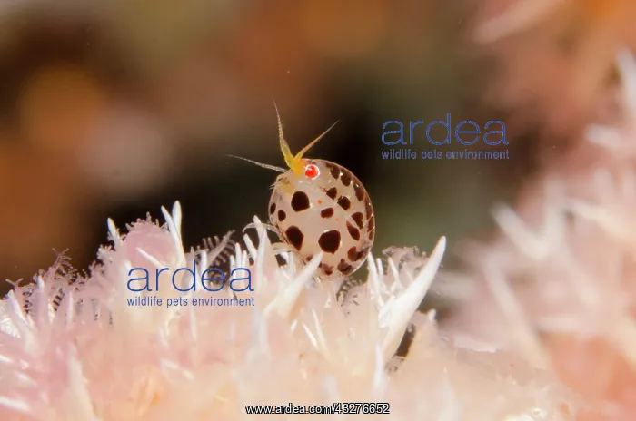 : Dalmatian Ladybug Amphipod - on Glomerate Tree Coral : Dalmatian Ladybug Amphipod - on Glomerate Tree Coral