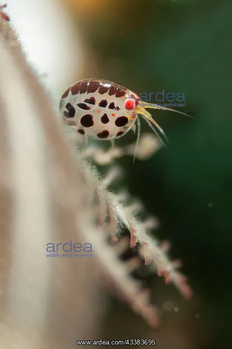 : Dalmatian Ladybug Amphipods : Dalmatian Ladybug Amphipods