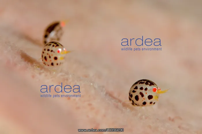 : Dalmatian Ladybug Amphipods : Dalmatian Ladybug Amphipods