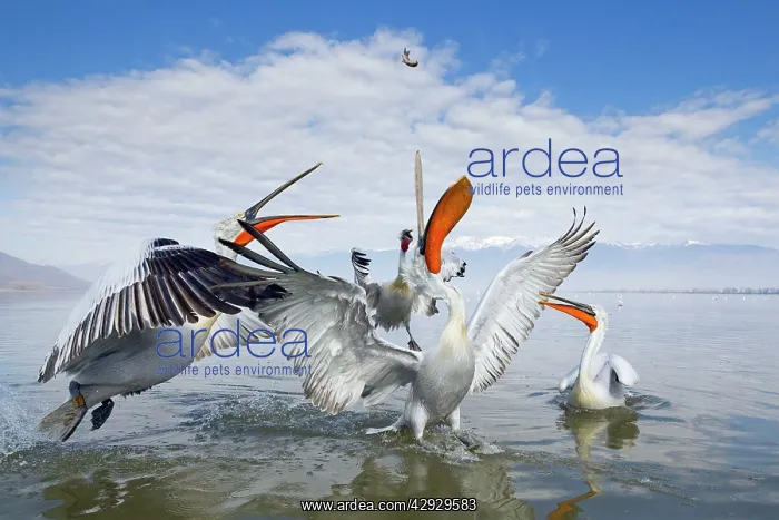 : Dalmatian Pelican : Dalmatian Pelican
