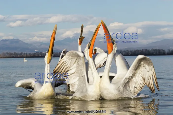 : Dalmatian Pelican : Dalmatian Pelican