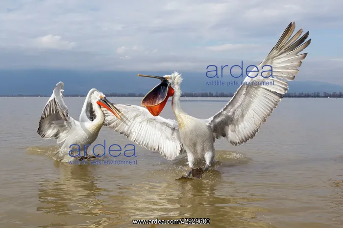 : Dalmatian Pelican : Dalmatian Pelican