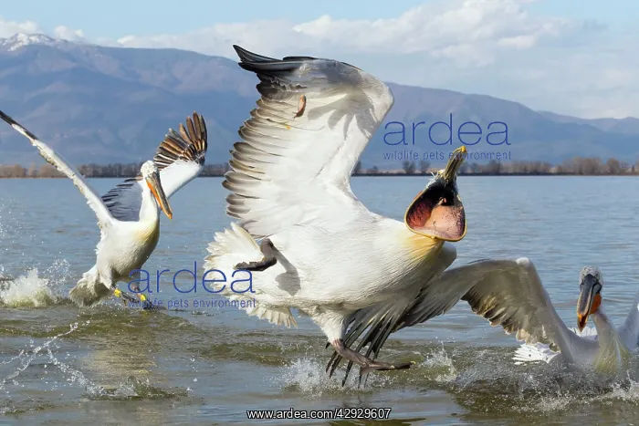 : Dalmatian Pelican : Dalmatian Pelican