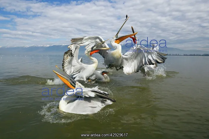 : Dalmatian Pelican : Dalmatian Pelican