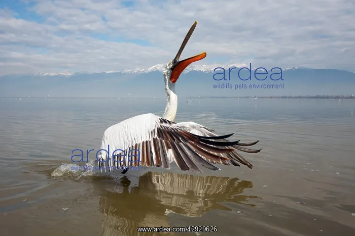 : Dalmatian Pelican : Dalmatian Pelican