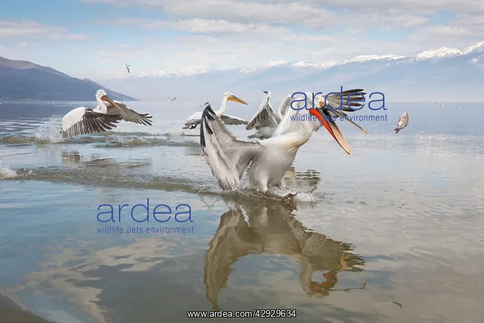  : Dalmatian Pelican