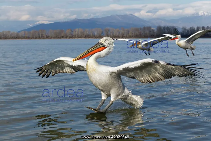 : Dalmatian Pelican : Dalmatian Pelican