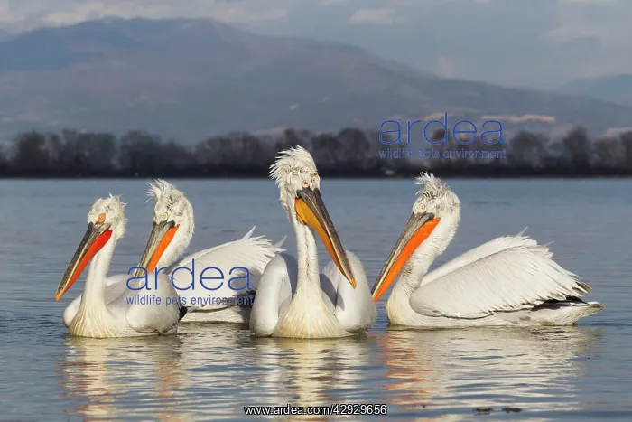 : Dalmatian Pelican : Dalmatian Pelican