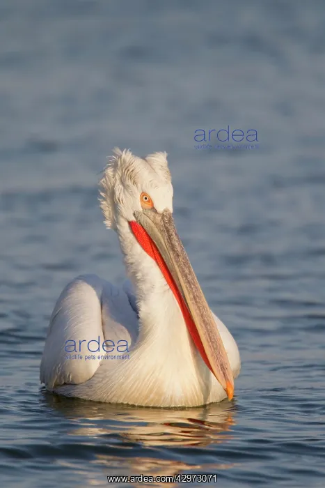 : Dalmatian Pelican : Dalmatian Pelican