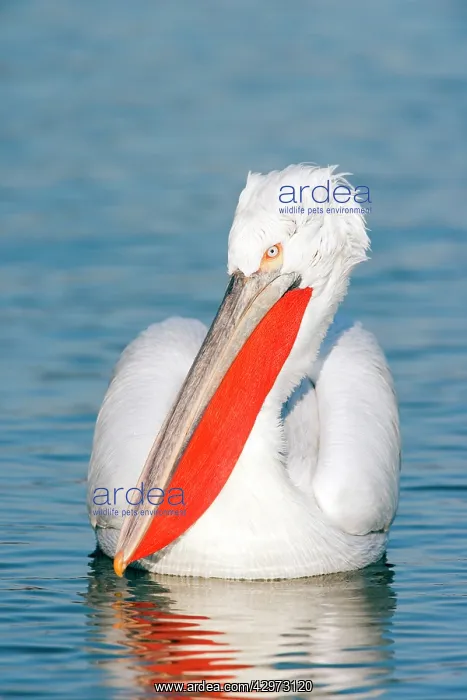 : Dalmatian Pelican : Dalmatian Pelican