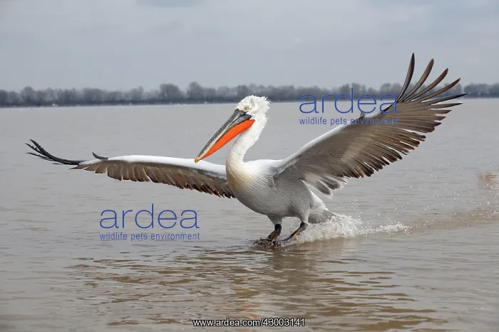 : Dalmatian Pelican : Dalmatian Pelican