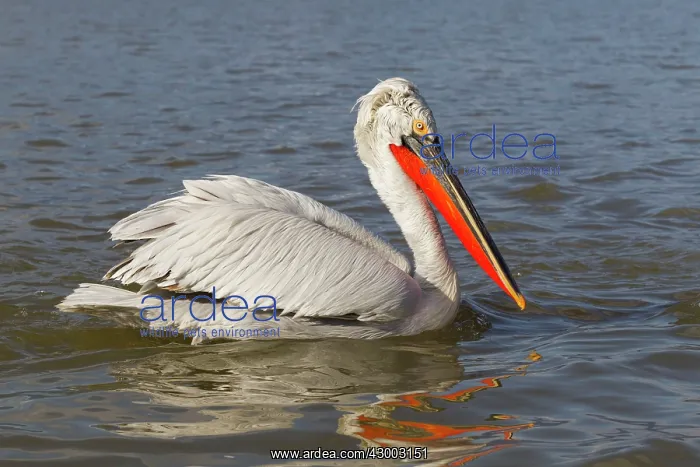  : Dalmatian Pelican
