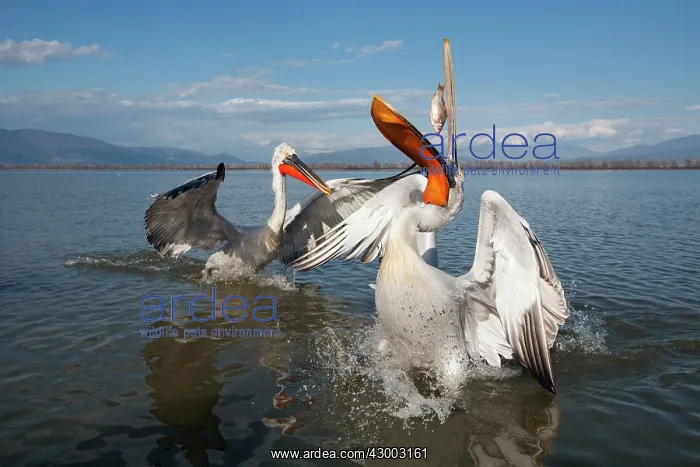 : Dalmatian Pelican : Dalmatian Pelican