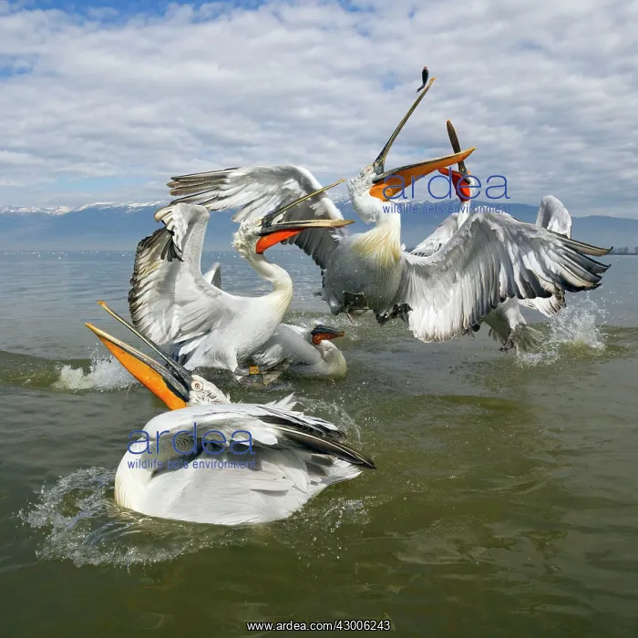 : Dalmatian Pelican : Dalmatian Pelican