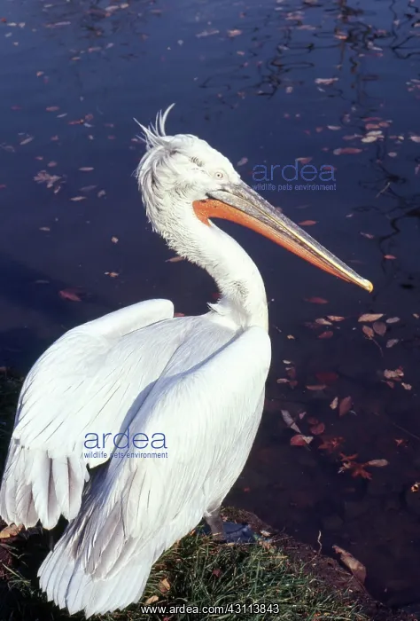 : Dalmatian Pelican : Dalmatian Pelican