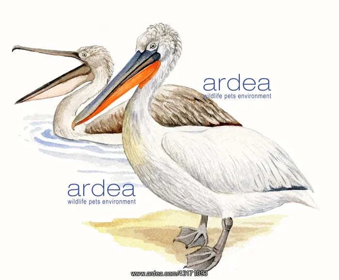 : Dalmatian Pelican : Dalmatian Pelican