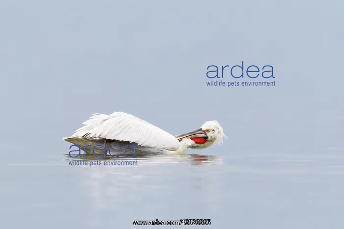 : Dalmatian Pelican : Dalmatian Pelican