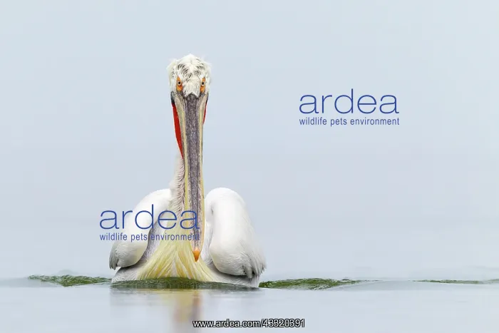  : Dalmatian Pelican