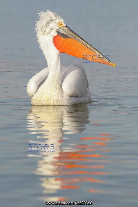 : Dalmatian Pelican : Dalmatian Pelican