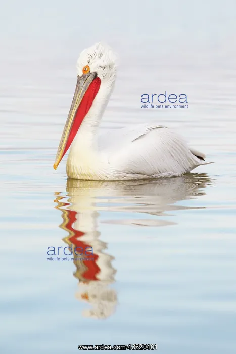 : Dalmatian Pelican : Dalmatian Pelican